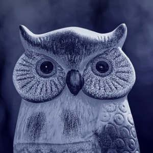 owl